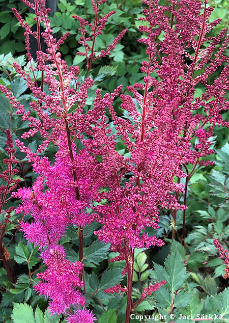 Astilbe chinensis 'Lowlands Red', kiinanjaloangervo